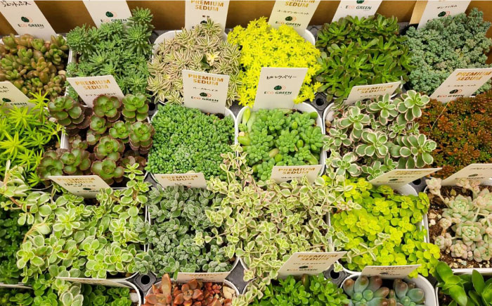 オリジナル鉢付き！かわいい売れ筋多肉植物お届けセットB エコグリーンヒガシ 大村市 [ACAL005]