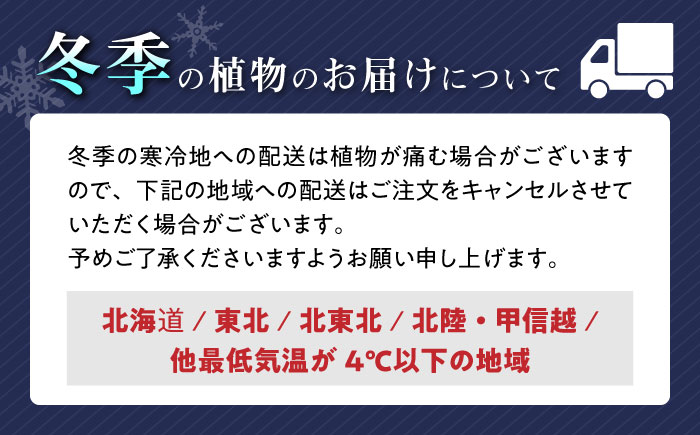 観葉植物 ガジュマル 多幸の木 ボール形 陶器 鉢 （白） / ガジュマル 陶器鉢 観葉 植物 インテリア おしゃれ プレゼント / 大村市 /琴花園[ACYK008]