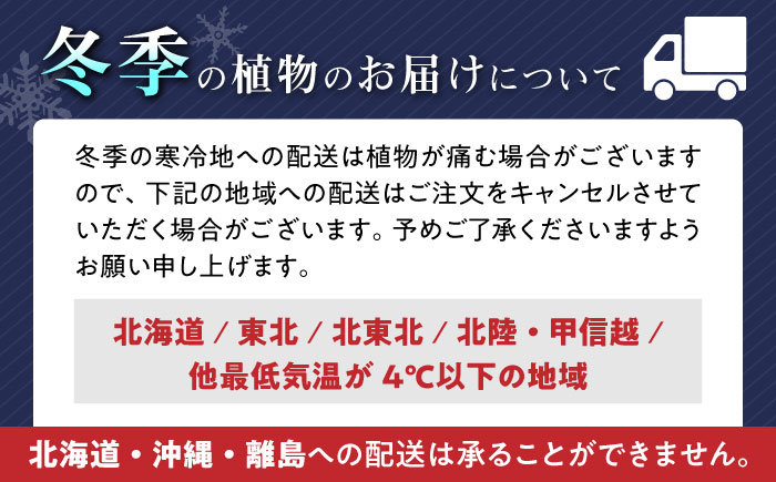 観葉植物 ポトス陶器鉢 バーティカルライン タグ付き 3号/ ポトス ぽとす 観葉 植物 インテリア おしゃれ プレゼント/大村市/琴花園 [ACYK040]