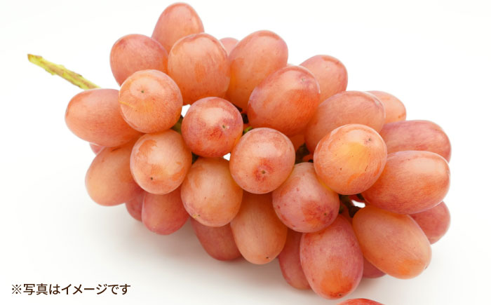 【先行受付】8月下旬より順次発送 旬のブドウ　3種詰め合わせ　約3kg　箱入り / ぶどう 葡萄 ブドウ フルーツ ふるーつ 果物 くだもの / 大村市 / 大又農園 [ACZO004]