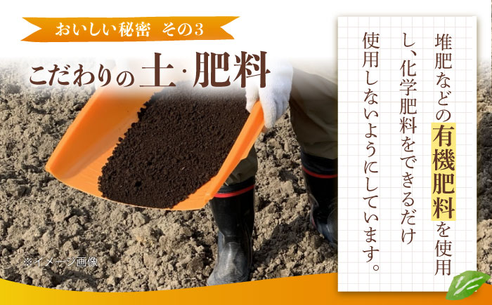 みかん 7.5kg 詰合せ 長崎県産 /柑橘 みかん 蜜柑/大村市 大又農園 [ACZO007]