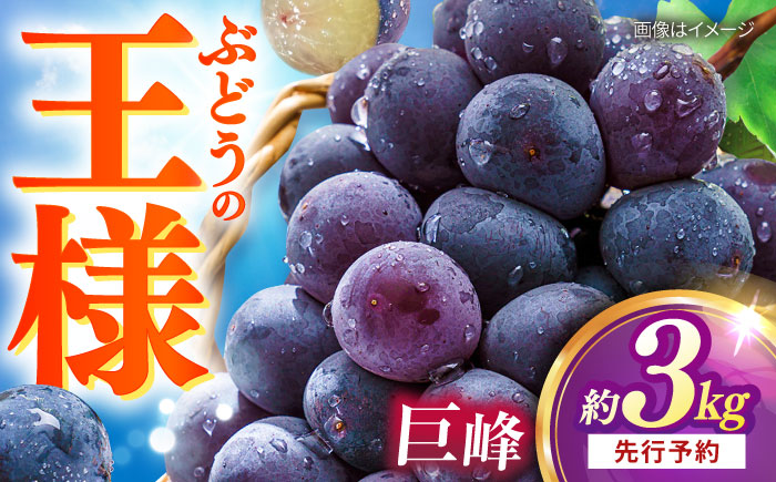 【先行予約：2026年8月中旬より順次発送予定】 巨峰 種あり 約3kg / ぶどう 葡萄 フルーツ / 大村市 / おおむら夢ファームシュシュ [ACAA381]