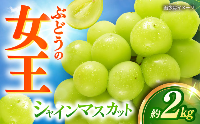 【2026年8月中旬以降発送開始】 シャインマスカット 3～4房 約2kg/マスカット シャイン ぶどう 葡萄/大村市/おおむら夢ファームシュシュ [ACAA481]