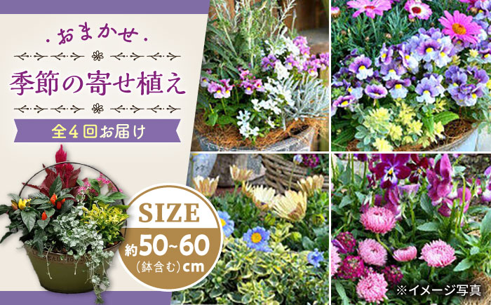 【4回定期便】おまかせ 季節の寄せ植え プランター / 寄せ植え 鉢植え テラコッタ鉢 花 季節の花 プランター / 大村市 アトリウム琴花園[ACZZ006]