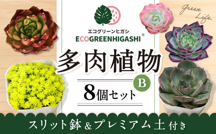 オリジナル鉢付き！かわいい売れ筋多肉植物お届けセットB エコグリーンヒガシ 大村市 [ACAL005]