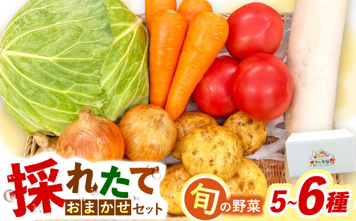 採れたてお野菜おまかせセット（5～6種）/ 野菜 やさい 野菜セット 野菜詰め合わせ 詰め合わせ セット / 大村市 / かとりストアー [ACAN104]
