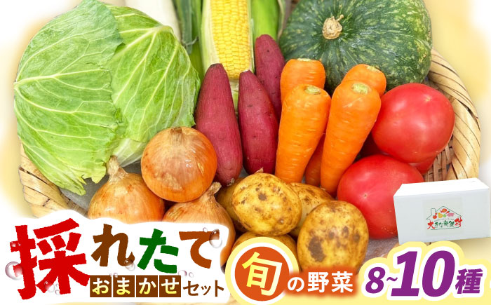 採れたてお野菜おまかせセット（8～10種）/ 野菜 やさい 野菜セット 野菜詰め合わせ 詰め合わせ セット / 大村市 / かとりストアー [ACAN106]