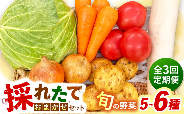 【全3回定期便】採れたてお野菜おまかせセット（5～6種）/ 野菜 やさい 野菜セット 野菜詰め合わせ 詰め合わせ セット / 大村市 / かとりストアー [ACAN126]