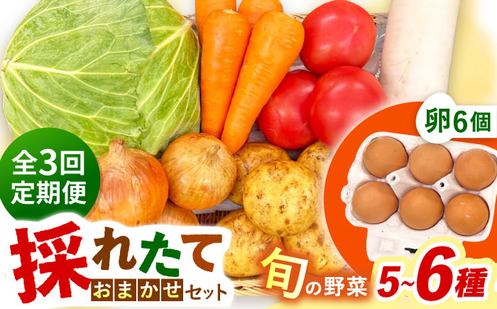 【全3回定期便】採れたてお野菜おまかせ（5～6種）・卵6個セット/ 野菜 やさい 野菜セット 野菜詰め合わせ 詰め合わせ セット たまご 卵 タマゴ 紅たまご こだまさんち / 大村市 / かとりストアー [ACAN129]