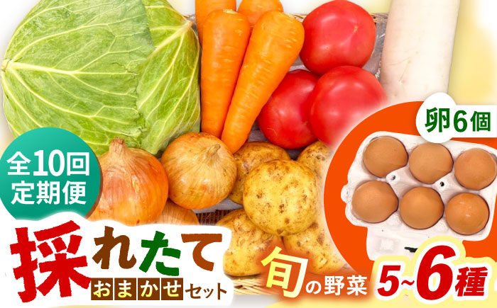 【全10回定期便】採れたてお野菜おまかせ（5～6種）・卵6個セット/ 野菜 やさい 野菜セット 野菜詰め合わせ 詰め合わせ セット たまご 卵 タマゴ 紅たまご こだまさんち / 大村市 / かとりストアー [ACAN131]