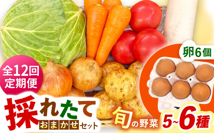 【全12回定期便】採れたてお野菜おまかせ（5～6種）・卵6個セット/ 野菜 やさい 野菜セット 野菜詰め合わせ 詰め合わせ セット たまご 卵 タマゴ 紅たまご こだまさんち / 大村市 / かとりストアー [ACAN132]