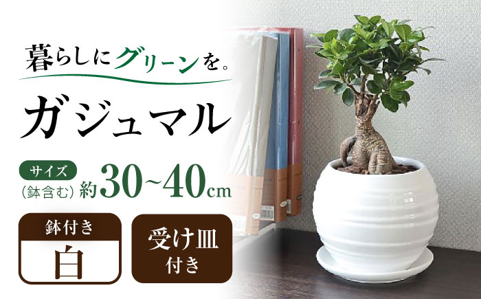 観葉植物 ガジュマル 多幸の木 ボール形 陶器 鉢 （白） / ガジュマル 陶器鉢 観葉 植物 インテリア おしゃれ プレゼント / 大村市 /琴花園[ACYK008]