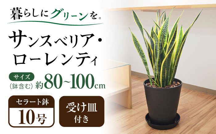 観葉植物  サンスベリア  ローレンティ 10号 ブラックセラート 鉢植え インテリア / サンスベリア 鉢植え 観葉 植物 インテリア おしゃれ プレゼント / 大村市 /琴花園[ACYK013]
