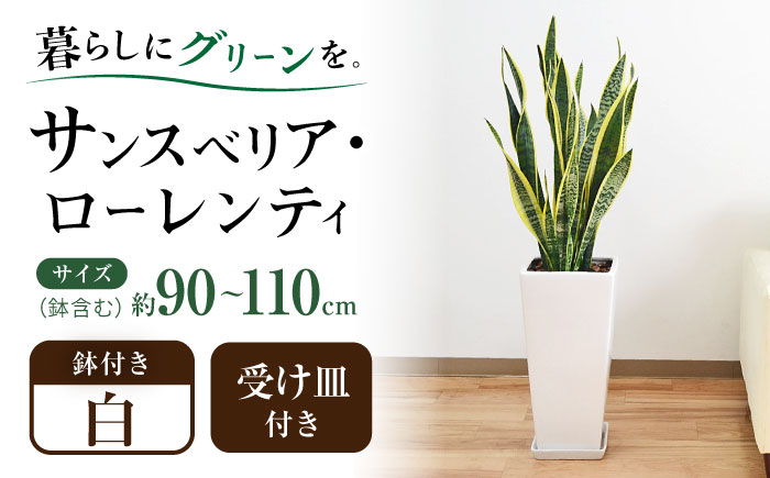観葉植物 サンスベリア・ローレンティ ロングスクエア 陶器鉢植え（白） BIGサイズ インテリア / サンスベリア 鉢植え 観葉 植物 インテリア おしゃれ プレゼント / 大村市 /琴花園[ACYK014]