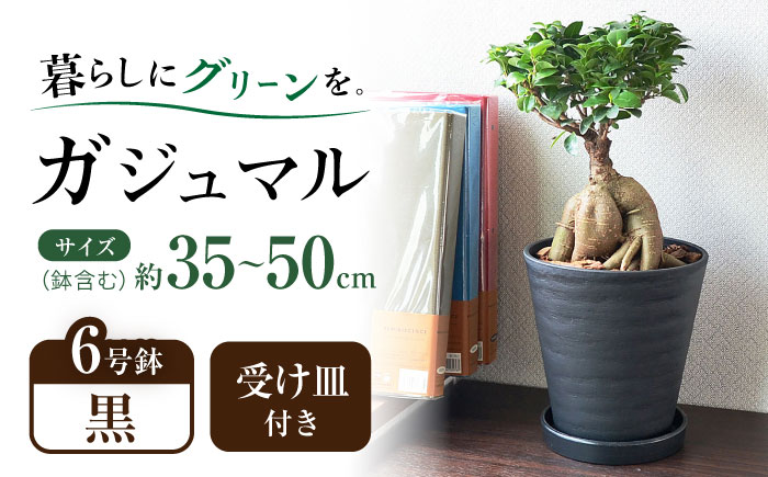 観葉植物 ガジュマル 多幸の木 6号 ブラックセラアート 鉢 / ガジュマル 鉢植え 観葉 植物 インテリア おしゃれ プレゼント / 大村市 /琴花園[ACYK015]