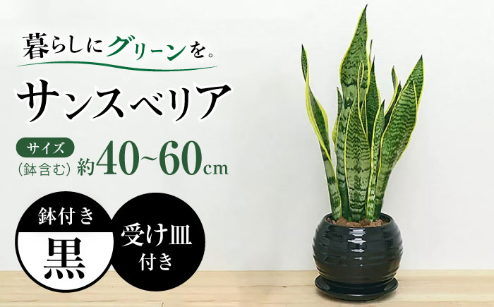 観葉植物 サンスベリア ボール型 陶器鉢 黒 / 観葉 植物 インテリア おしゃれ プレゼント / 大村市 / 琴花園[ACYK016]