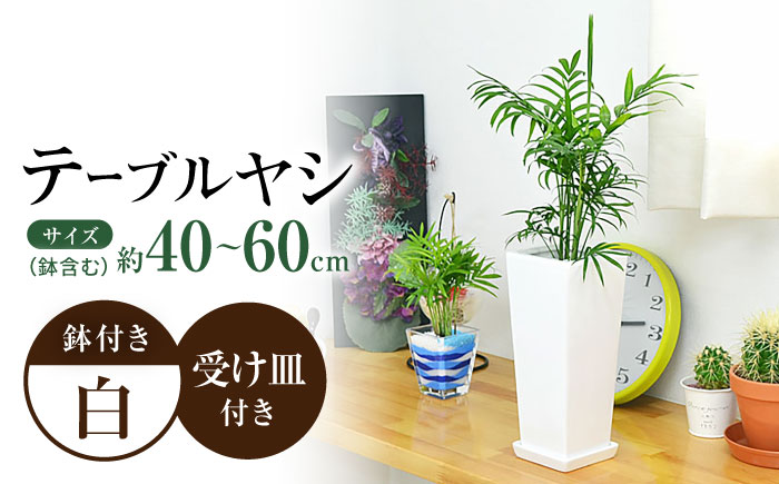 観葉植物 テーブルヤシ スクエア 陶器鉢 受け皿付き  / 観葉 植物 インテリア おしゃれ プレゼント / 大村市 / 琴花園[ACYK017]