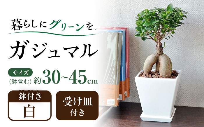 観葉植物 ガジュマル 多幸の木 ホワイトスクエア 陶器鉢  / ガジュマル 鉢植え 観葉 植物 インテリア おしゃれ プレゼント / 大村市 /琴花園[ACYK018]