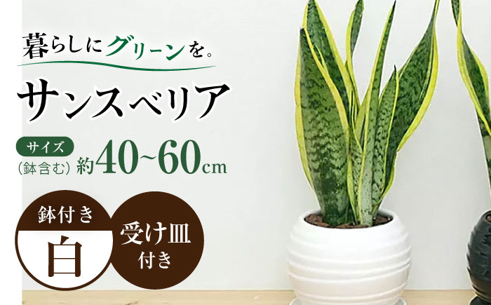 観葉植物 サンスベリア ボール型 陶器鉢  白 / 観葉 植物 インテリア おしゃれ / 大村市 / 琴花園[ACYK025]