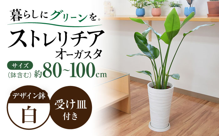 ストレリチア オーガスタ デザイン鉢（ホワイト） / 観葉 植物 インテリア おしゃれ / 大村市 / 琴花園[ACYK031]