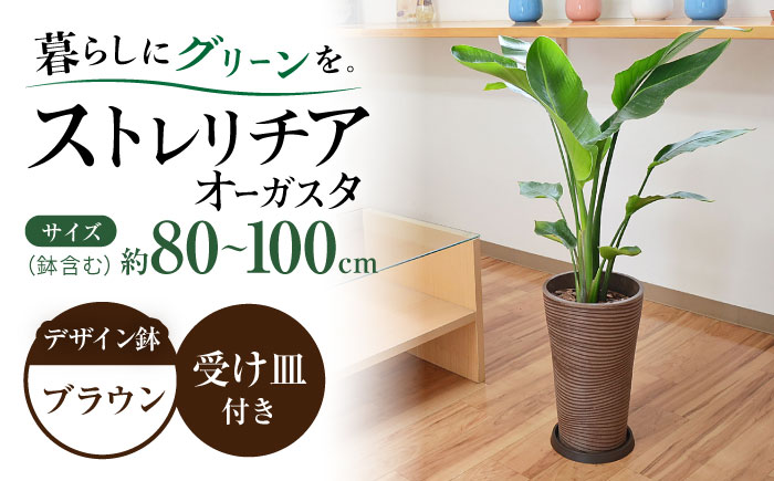 ストレリチア オーガスタ デザイン鉢（ブラウン） / 大村市 / 琴花園[ACYK032] 観葉植物 オーガスタ インテリア ストレリチア デザイン鉢