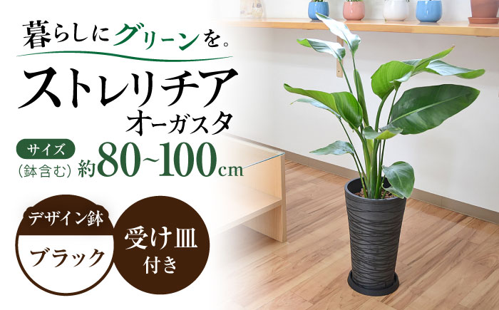 ストレリチア オーガスタ デザイン鉢（ブラック） / 観葉 植物 インテリア おしゃれ プレゼント / 大村市 琴花園[ACYK033]