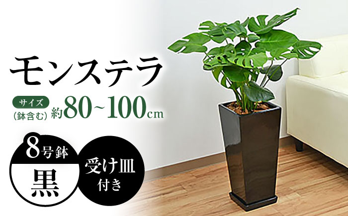観葉植物 モンステラ 8号  陶器鉢植え 黒（80～100cm前後）/ 室内観葉植物 インテリア ロングスクエア 大型 おしゃれ 鉢植え / 大村市 / 琴花園 [ACYK034]