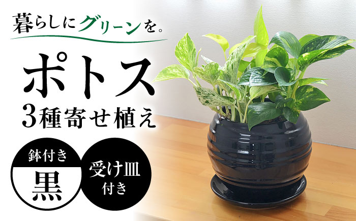 観葉植物 ポトス オウゴンカズラ 3種 寄せ植え ボール形 陶器 鉢植え （黒）/観葉 鉢 植物 インテリア おしゃれ プレゼン/大村市/琴花園 [ACYK036]
