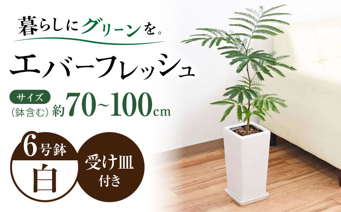 観葉植物 エバーフレッシュ ネムノキ スクエア陶器鉢植え 6号/観葉 鉢 植物 インテリア おしゃれ プレゼント/大村市/琴花園 [ACYK038]