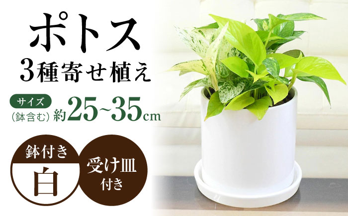 観葉植物 ポトス 3種類寄せ植え 円柱形陶器鉢植え/観葉 観葉植物 ぽとす 植物 鉢 インテリア おしゃれ プレゼント/大村市/琴花園 [ACYK039]