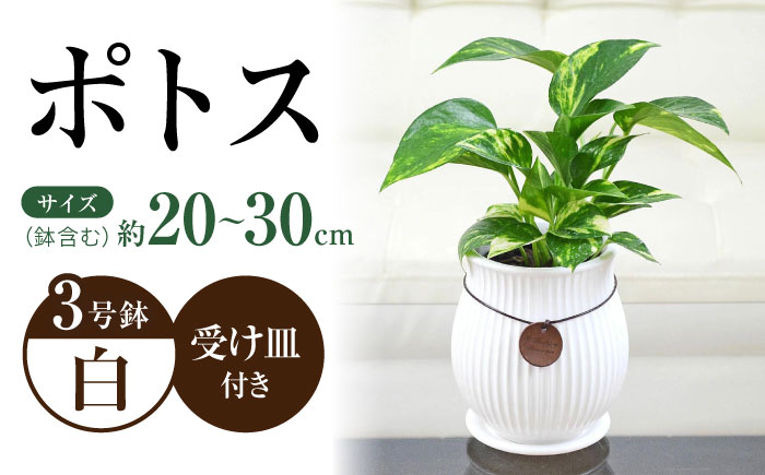 観葉植物 ポトス陶器鉢 バーティカルライン タグ付き 3号/ ポトス ぽとす 観葉 植物 インテリア おしゃれ プレゼント/大村市/琴花園 [ACYK040]