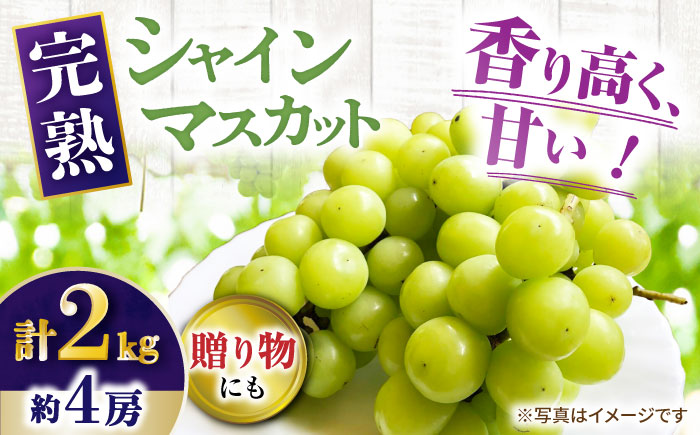 【先行受付】8月下旬より順次発送 シャインマスカット　約2kg 箱入り / シャインマスカット しゃいんますかっと ぶどう ブドウ 葡萄 フルーツ ふるーつ 果物 くだもの / 大村市 / 大又農園 [ACZO005]