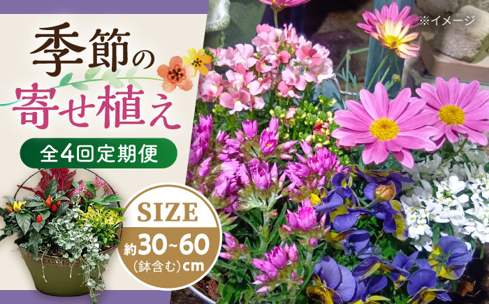 【4回定期便】おまかせ 季節の 寄せ植え プランター  / 観葉植物 鉢植え 鉢 植物 花 フラワー 旬 育てやすい 寄せ植え おしゃれ インテリア プランター / 大村市 / アトリウム琴花園[ACZZ009]