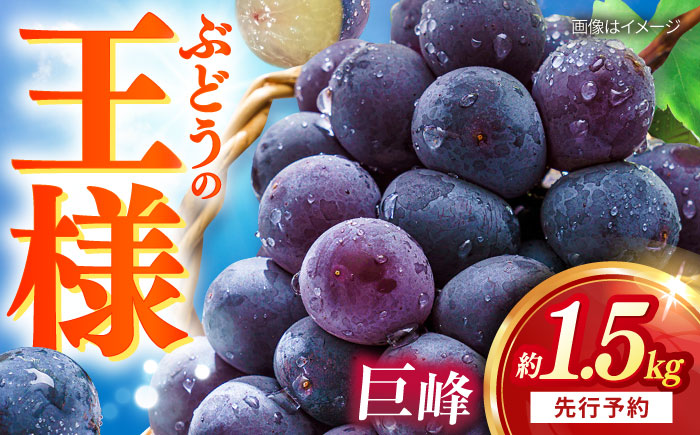 【先行予約：2026年8月中旬より順次発送予定】 巨峰 種あり 約1.5kg / ぶどう 葡萄 フルーツ / 大村市 / おおむら夢ファームシュシュ [ACAA379]