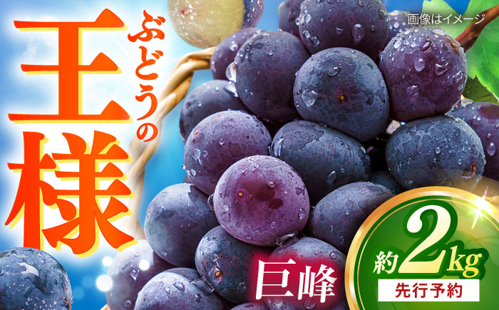 【先行予約：2026年8月中旬より順次発送予定】 巨峰 種あり 約2kg / ぶどう 葡萄 フルーツ / 大村市 / おおむら夢ファームシュシュ [ACAA380]