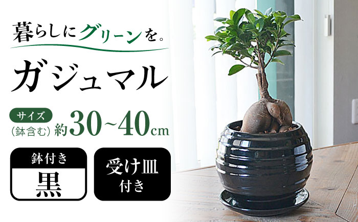 観葉植物 ガジュマル 多幸の木 ボール形 陶器 鉢 (黒)/がじゅまる ガジュマル 陶器鉢 観葉 植物 インテリア おしゃれ プレゼント/大村市/琴花園 [ACYK035]