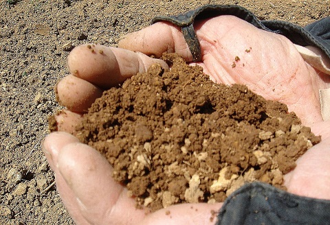 おしきみ4束セット【A7-066】