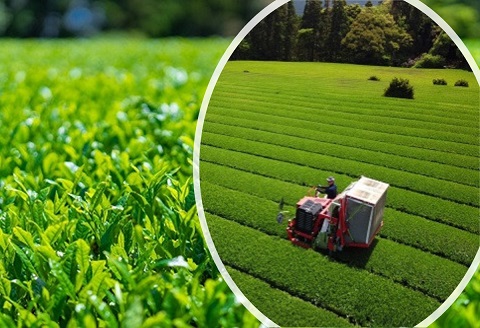 不老のしずく3本入＜特上玉緑茶＞( 茶葉 特上玉緑茶 ながさき農林業大賞受賞 厳選 )【B1-193】