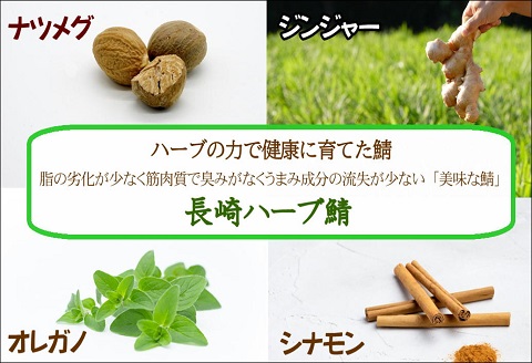 サバがこんなに美味しいなんて！長崎ハーブ鯖の「塩鯖」2枚【B1-166】