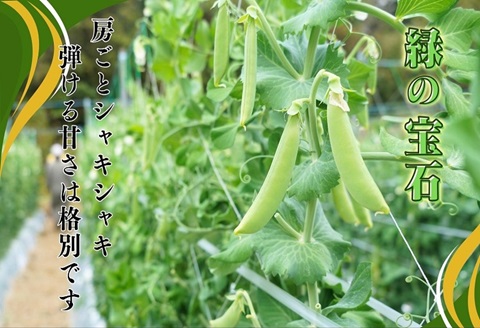 《期間限定》みずみずしさ弾ける！鷹島のスナップエンドウ1kg( えんどう エンドウ 豆 旬の野菜 野菜 新鮮 朝摘み 長崎県 松浦市 )【B0-226】