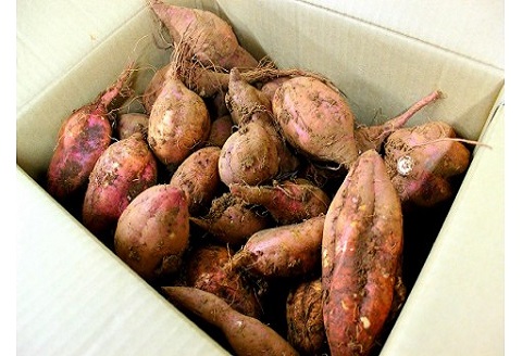 道の駅松浦直営農場産　赤土栽培「安納いも」10kg【C0-008】