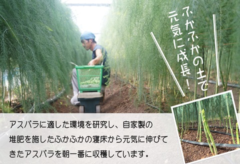 丸山農園の夏アスパラ1kg( アスパラガス アスパラ 野菜 夏野菜 やわらかい 手軽 松浦市 )【B0-162】