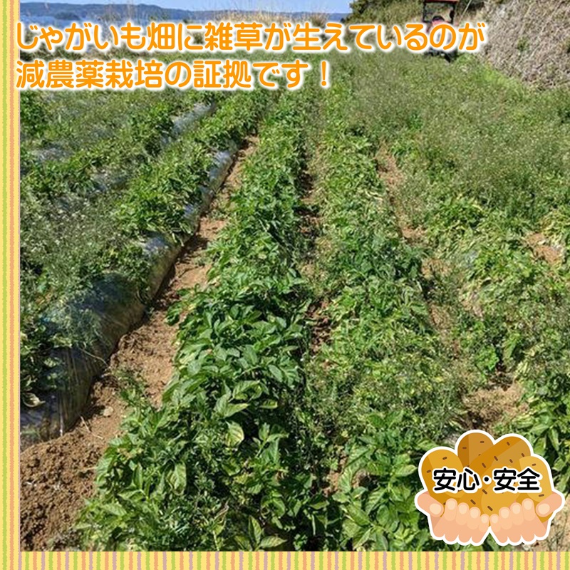 訳あり！農家直送のじゃがいも お試し3kg ( 訳あり じゃがいも いも 肉じゃが サラダ フライドポテト カレー シチュー 煮物 )【A6-042】