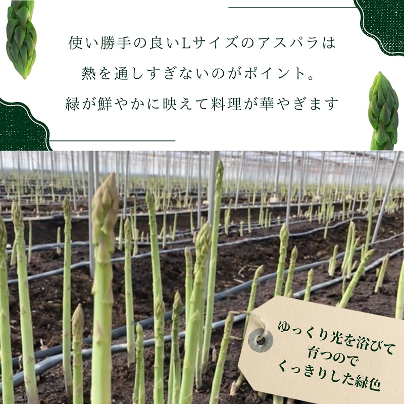 JR九州ファームの春アスパラガス　Lサイズ1kg( 野菜 新鮮 アスパラガス アスパラ 春アスパラ 甘み )【B0-211】