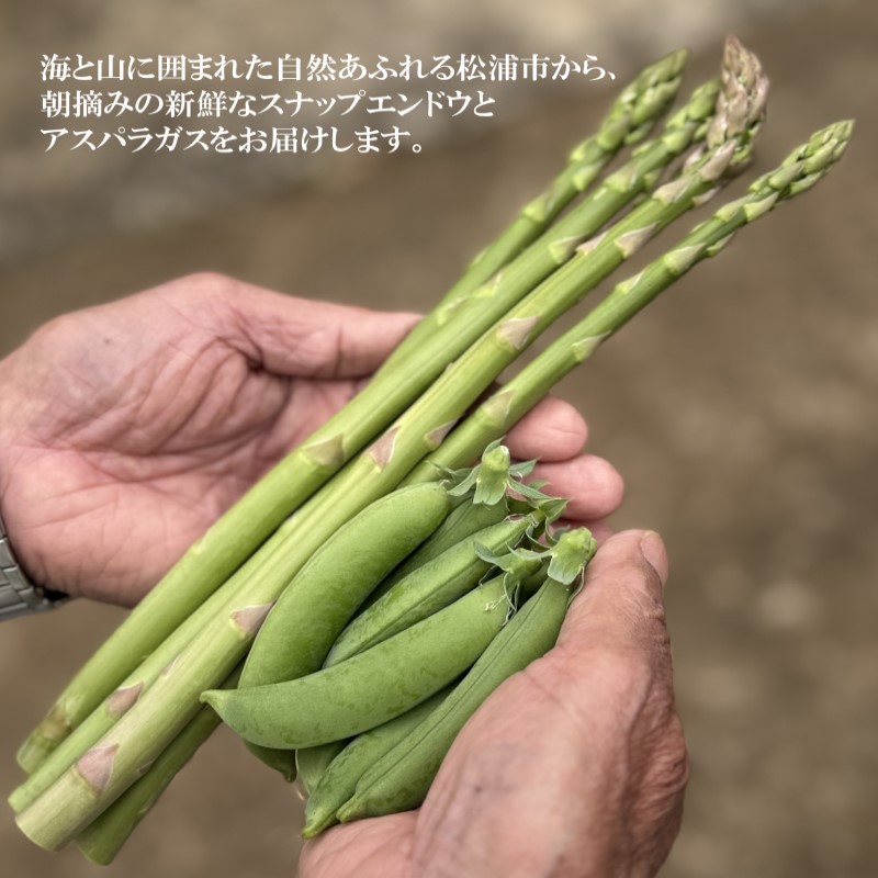 ★春をお届け3月限定★星鹿町産スナップエンドウとアスパラガス詰め合わせ1kg( スナップエンドウ スナップえんどう アスパラガス 新鮮 松浦市 )【A9-041】