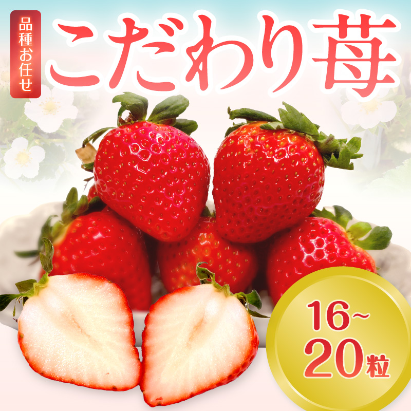 こだわり苺 品種お任せ小箱8粒～10粒×2パック(3月発送)( いちご 苺 イチゴ 紅ほっぺ かおり野 さがほのか 恋みのり 果物 フルーツ )【B0-236-03M】