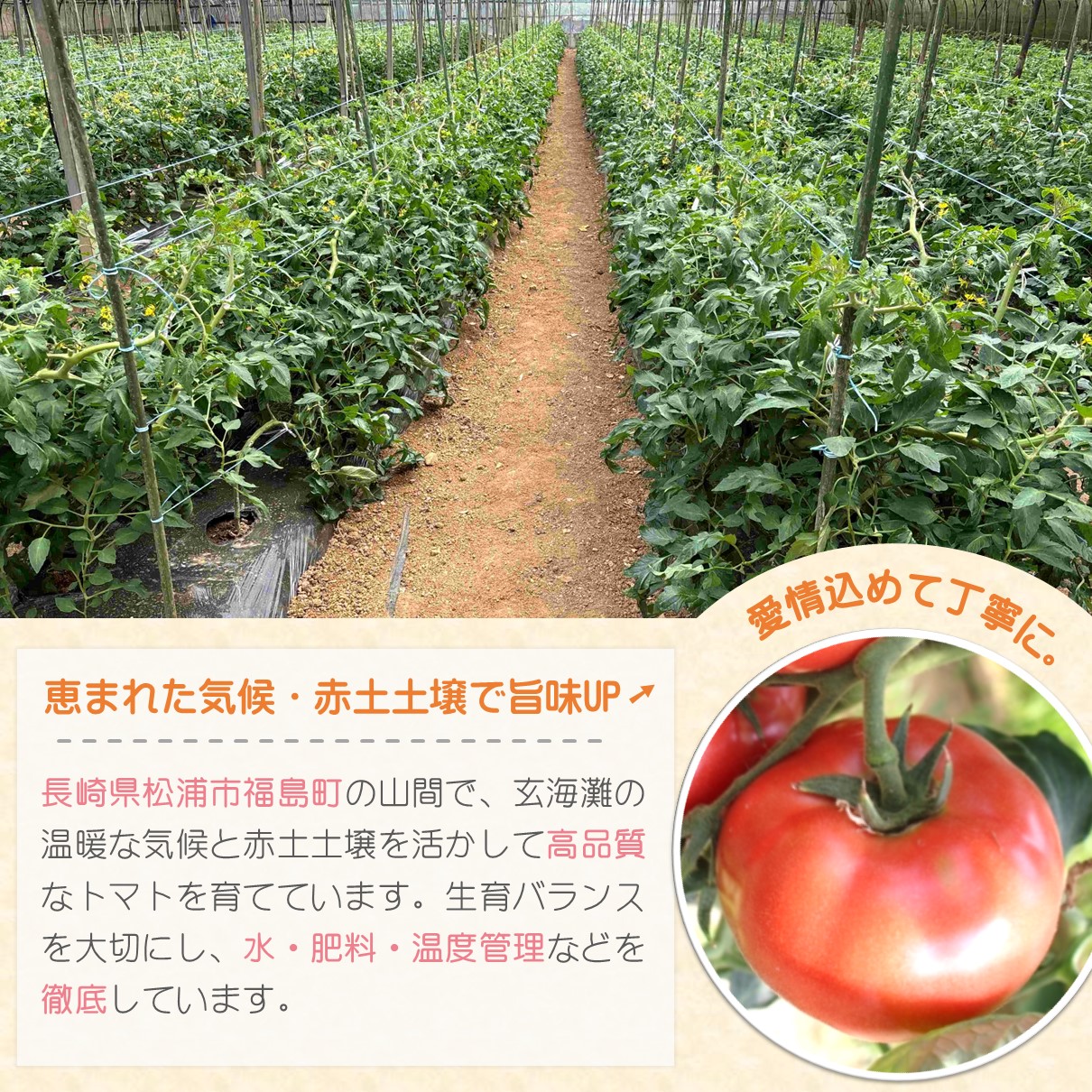 訳あり！ご家庭用に大活躍　夢追うトマト5kg～6kg( トマト とまと ジューシー リコピン 期間限定 松浦市 松浦産 大玉トマト 訳ありトマト )【B0-244】