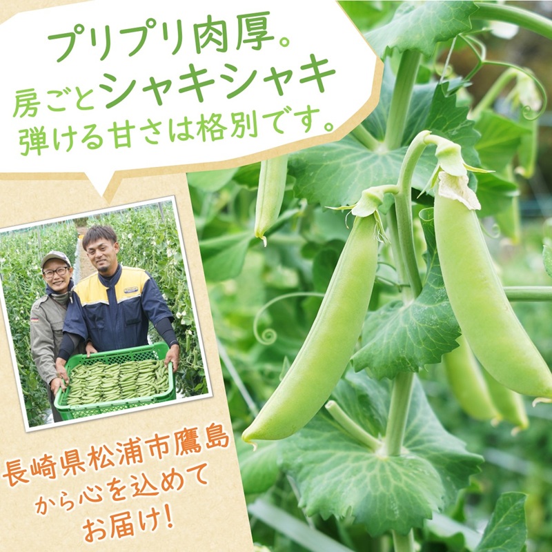 訳あり大容量！みずみずしさ弾ける!鷹島のスナップエンドウ 1.5kg ( 訳アリ えんどう エンドウ 豆 旬の野菜 野菜 新鮮 朝摘み )【B0-246】