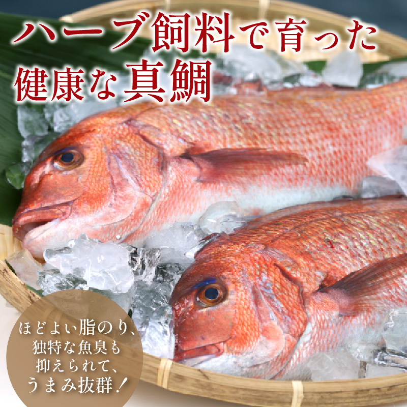 鯛だし万能すーぷ付！ハーブ仕立ての鯛しゃぶセット工場直送たっぷり3人前【B1-157】