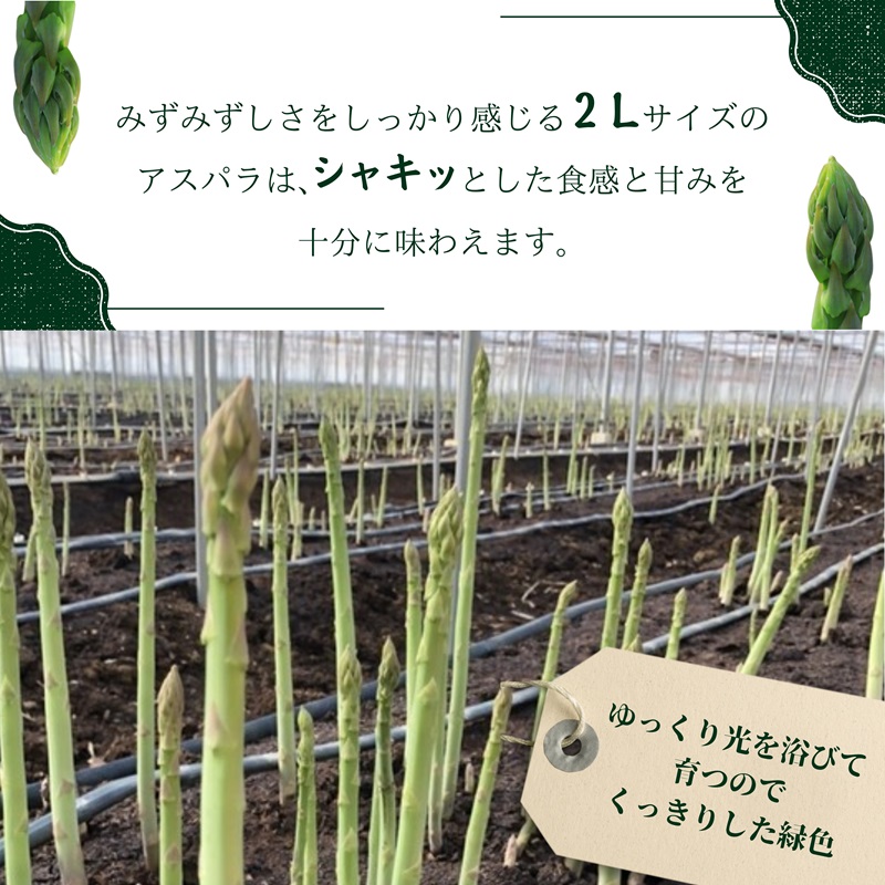JR九州ファームの春アスパラガス　2Lサイズ1kg( 野菜 新鮮 アスパラガス アスパラ 春アスパラ 甘み )【B2-202】